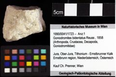 Foto (Objket + Etiketten) von Prosopon verrucosum (Reuss, 1858) 